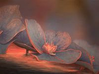 Hydrangea blossom 3
