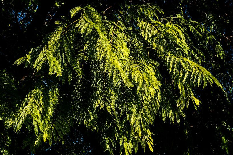 Feuilles de palissandre par Dieter Walther