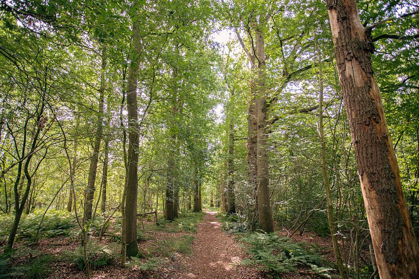 Typical Dutch forests in Oirschot by Angela Kiemeneij