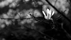 Weißer Magnolia von Gerda Hoogerwerf