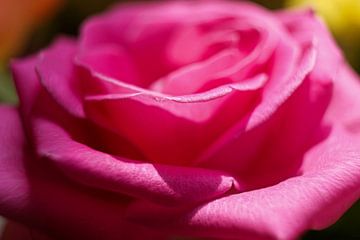 Petals of a blooming rose by Heiko Kueverling