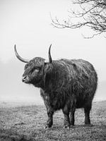 Schote hooglander in de mist