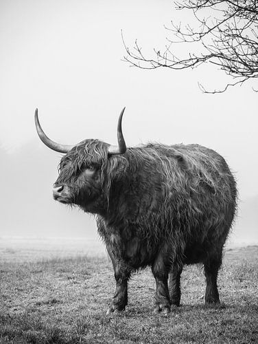 Scottish highlander in the fog