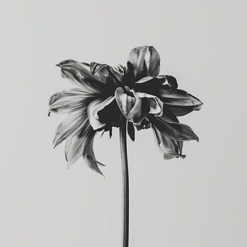 Stilleben einer verblühten Blume in schwarz-weiß