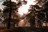 Hoge Veluwe with sunrise