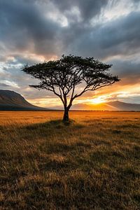 Natur und Frieden