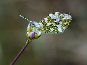 Hou vast! van Lex Schulte