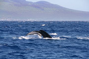 Vin van een bultrug walvis bij Maui van Erwin Blekkenhorst