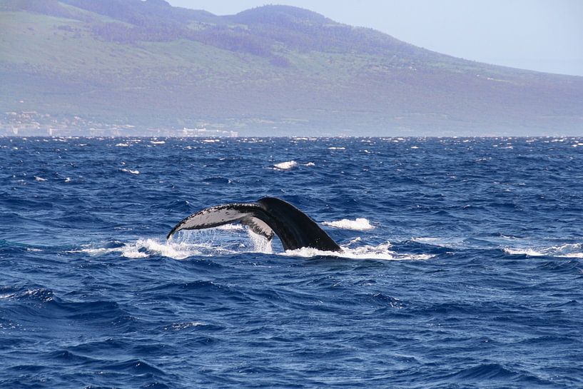 Flosse eines Buckelwals bei Maui von Erwin Blekkenhorst