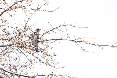 Copperwing among berries in autumn setting.