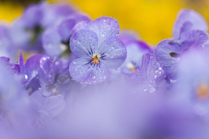 Viooltjes. by Rens Kromhout