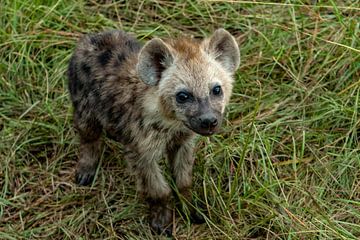 Jonge hyena van Peter Michel
