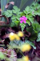 Little purple flower
