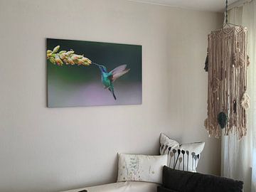 Customer photo: Hummingbird flies by bromelia by Henk Bogaard