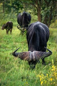Büffel in Afrikas Tierwelt