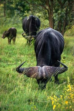 Buffels in de natuur van Afrika van Chihong