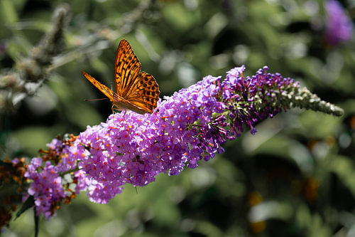 Een vlinder op een sommerflieder – een moment van rust