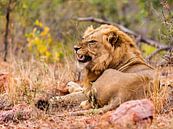 Leeuw, zoals een leeuw hoort te zijn. van Rob Smit thumbnail