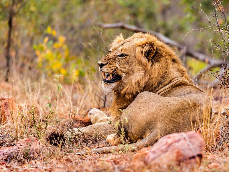 Leeuw, zoals een leeuw hoort te zijn. van Rob Smit