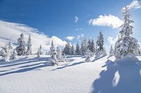 Winterlandschaft "Winter Wonderland"