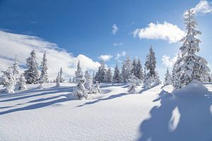 Paysage d'hiver "Winter Wonderland" (Pays des merveilles) sur Coen Weesjes