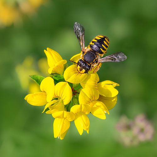 Wool carder bee on corniculatus flowers by Katho Menden