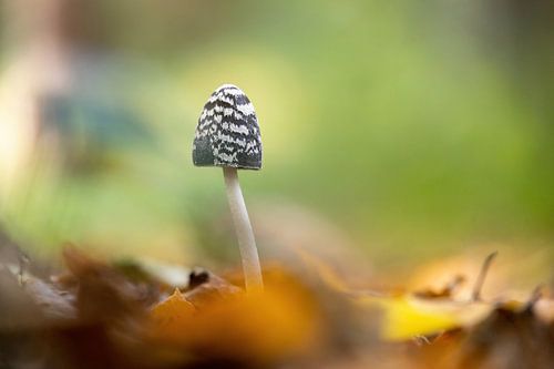 De spechtinktzwam in herfstkleuren.