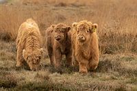 drie kalfjes, schotse hooglander