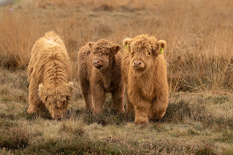 drie kalfjes, schotse hooglander van M. B. fotografie