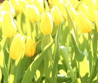 Yellow tulips in field