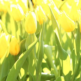 Gelbe Tulpen im Feld von Michael van Emde Boas