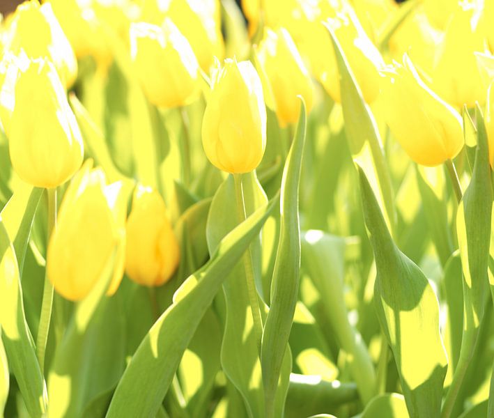 Gele tulpen in veld van Michael van Emde Boas