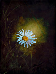 Margerite im Lichtschein