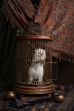 Vreemde vogel, kitten in een vogelkooi van Elles Rijsdijk