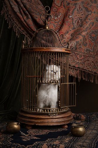 Seltsamer Vogel, Kätzchen im Vogelkäfig