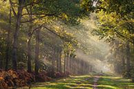 Sunny, beam me up! van Loris Photography thumbnail