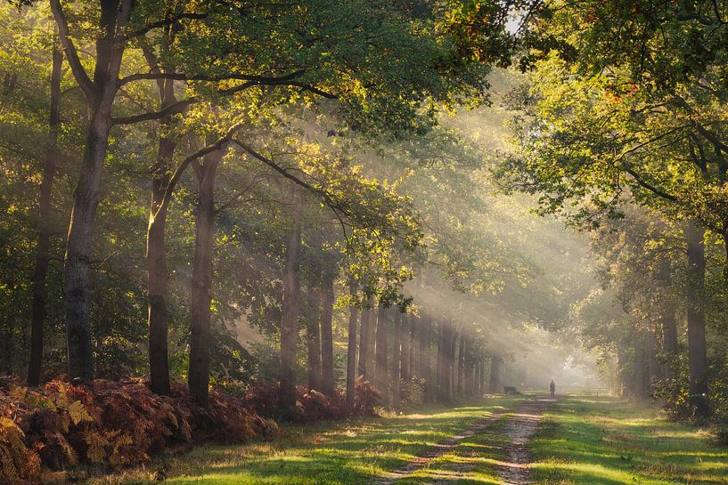Sunny, beam me up! van Loris Photography