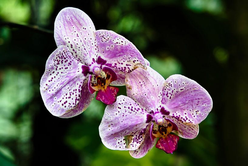 Spotted Phalaenopsis orchids in shades of pink and purple by Frank Photos