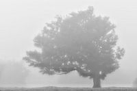 Laurierboom in de mist