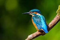kingfisher backside resting on branch.