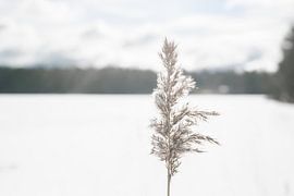 Plum grass with snow in frozen lake by DsDuppenPhotography
