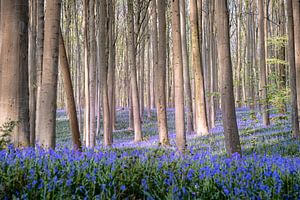 Märchenhaftes Hallerbos II - Hyazinthenfest 2025