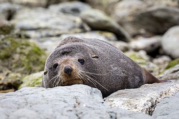 Rustende zeehond op stenen (2)