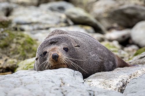 Resting seal on stones (2)
