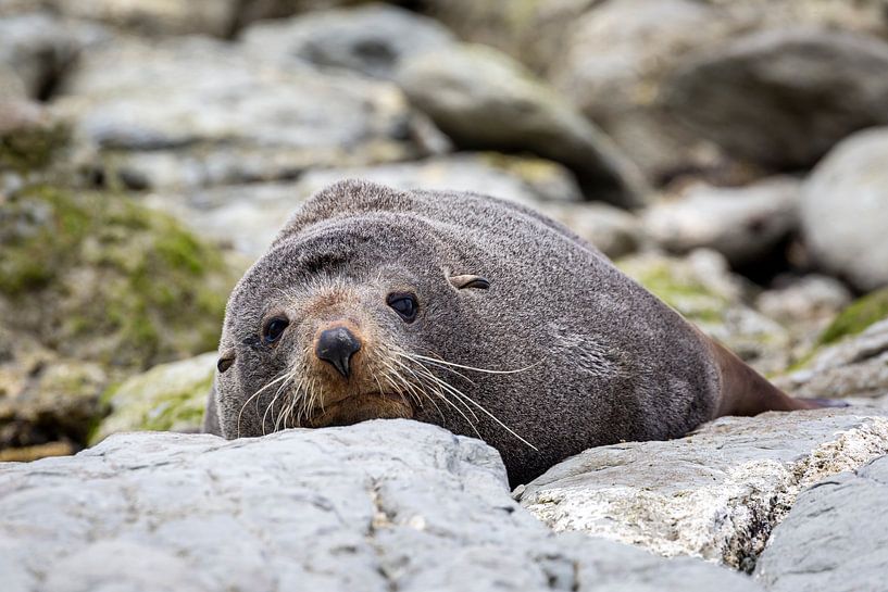 Resting seal on stones (2) by Marnix van der Prijt