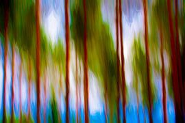 Réserve naturelle de Småland à Krokhult ICM - les fantômes bruyants