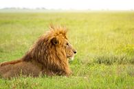 Leeuw in  de Serengeti van OCEANVOLTA thumbnail