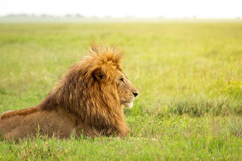 Leeuw in  de Serengeti van OCEANVOLTA