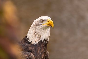 Amerikaanse Zeearend, Haliaeetus leucocephalus, ook wel Bald Eagle