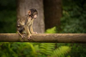 Baby-Affe